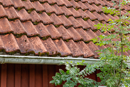 Tak med röda tegelpannor och grön mossa bredvid gröna växter. Röd träfasad och grå hängränna syns.